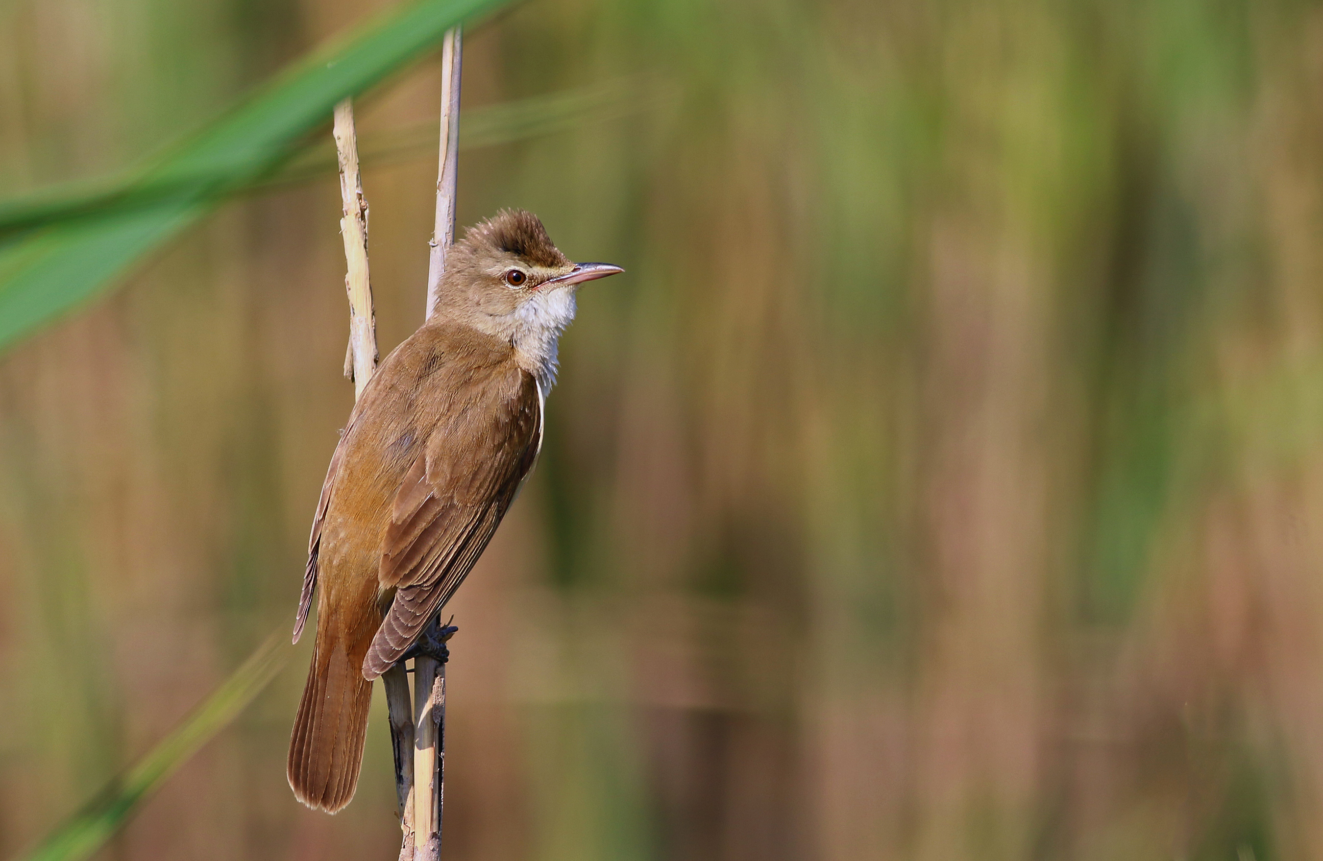 Great Reed Warbler